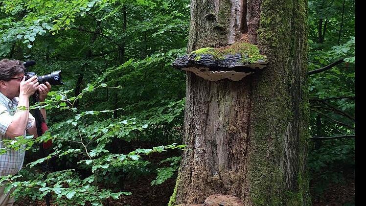 Das Schutzgebiet, das Ebrachs alte Buchen schützen solle (Günther Denzler) steht nach wie vor auf der Streichliste der Staatsregierung. Im Bild: Fotografische Annäherung an eine Bauchleiche im neuen Schutzgebiet bei Ebrach.  Foto: Michael Wehner