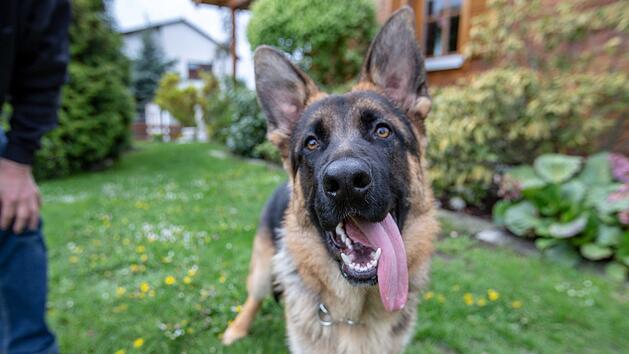 Dieser junge Schäferhund wurde am Freitag attackiert: Im oberfränkischen Selb hielt ein Unbekannter dem Welpen ein Messer vor. Foto: Fricke / News 5
