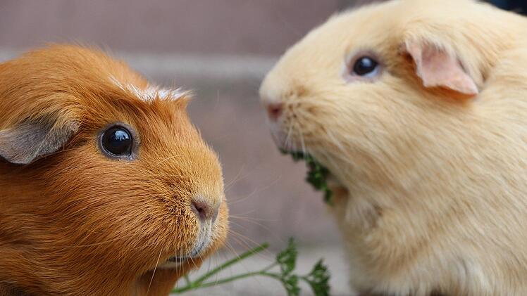 Meerschweinchen können sehr zutraulich sein und vertragen sich untereinander.
