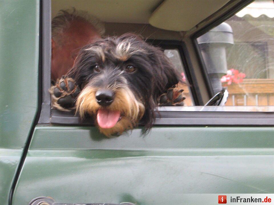 Auf den Hund gekommen: Die schönsten fränkischen Hunde unserer Nutzer