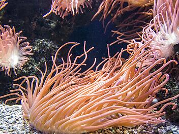 Friedrich-Alexander-Universit&auml;t Erlangen: Gef&auml;hrdete Korallenarten durch k&uuml;nstliche Intelligenz identifiziert