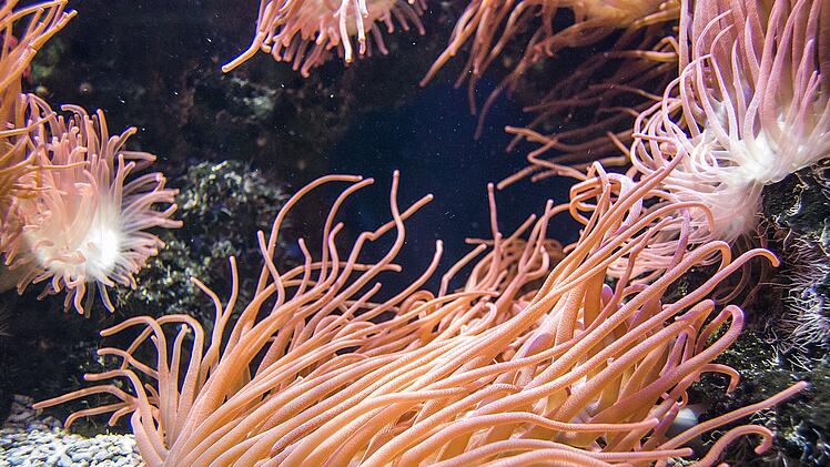 Friedrich-Alexander-Universit&auml;t Erlangen: Gef&auml;hrdete Korallenarten durch k&uuml;nstliche Intelligenz identifiziert
