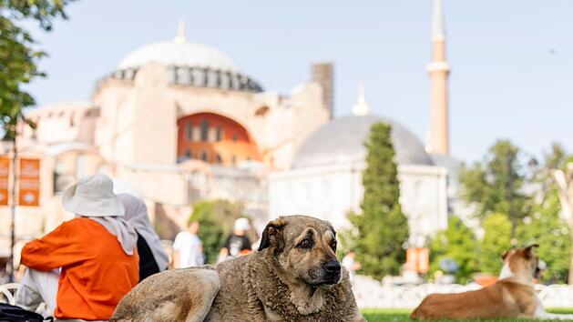 Streunende Hunde in der T&uuml;rkei