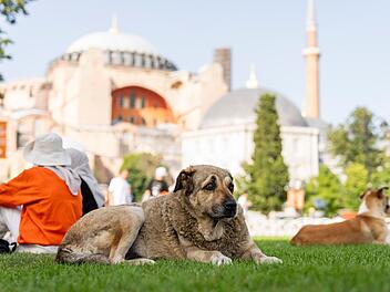 Streunende Hunde in der Türkei