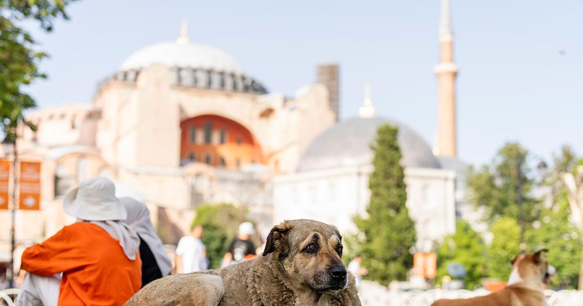 Istanbul-geht-gegen-F-tterung-von-Stra-enhunden-vor
