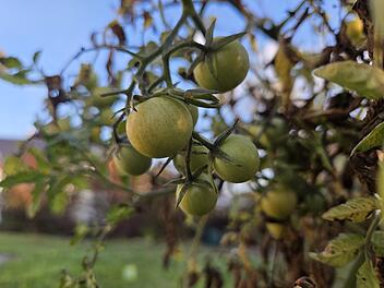 Gr&uuml;ne Tomaten h&auml;ngen im Herbst noch am Strauch.