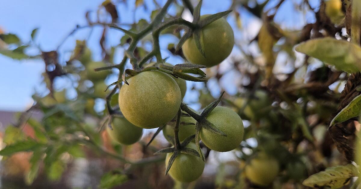 Tomatoes still green in autumn? Here's how to ripen them indoors