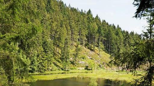 Mystischer See im Nationalpark Schwarzwald: der Huzenbacher See. Foto: djd/Baiersbronn Touristik