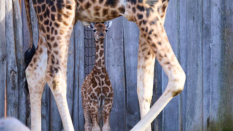 Giraffennachwuchs im Zoo
