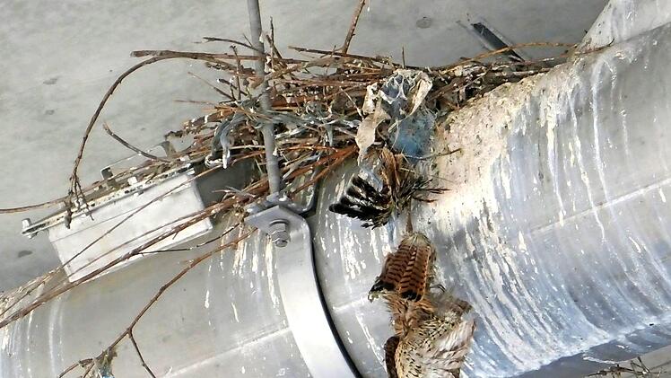 Die Turmfalken hatten keine Chance, sich zu befreien.  Foto: Jan Ebert