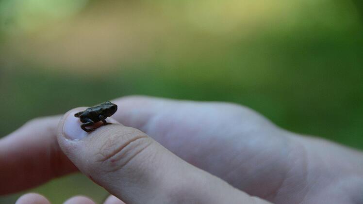 Keine Berührungsängste mit den jungen Grasfröschen - auch Hüpferlinge genannt. Foto: Elisabeth Assmann
