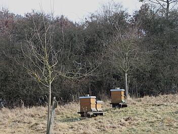 Bienenkästen in der Winterruhe vor den Hecken, die den Bienen Nahrung geben sollen.  Günther Geiling