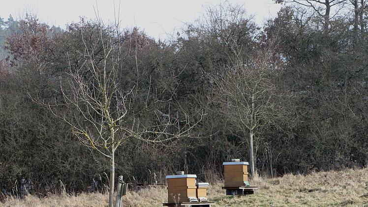 Bienenkästen in der Winterruhe vor den Hecken, die den Bienen Nahrung geben sollen.  Günther Geiling