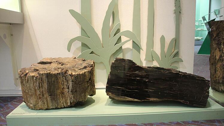 Zu den ältesten Exponaten gehört das vereteinerte Holz.