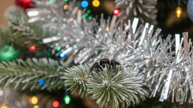 Ob Blaufichte oder Nordmanntanne: Der Weihnachtsbaum hat Tradition - und steckt voller Krabbeltiere