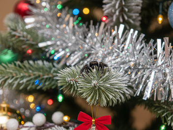 Ob Blaufichte oder Nordmanntanne: Der Weihnachtsbaum hat Tradition - und steckt voller Krabbeltiere