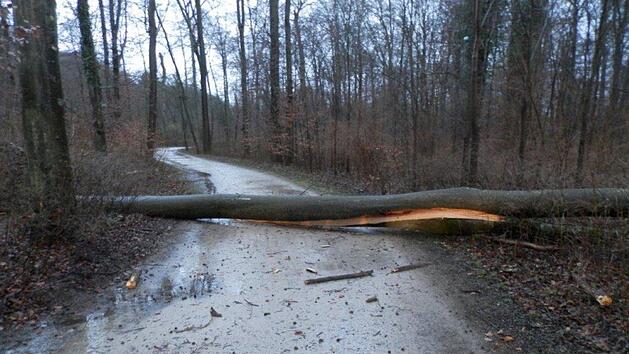 Im Bamberger Hain wurden mehrere B&auml;ume entwurzelt. Der Park bleibt auch noch am Dienstag  gesperrt.  Foto: Garten- und Friedhofsamt