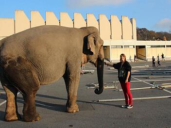 "Das fühlt sich schön an!" Anna-Lena Koller wagt sich ganz nah an die 46-jährige Elefantin Karla heran. Fotos: Simone Bastian