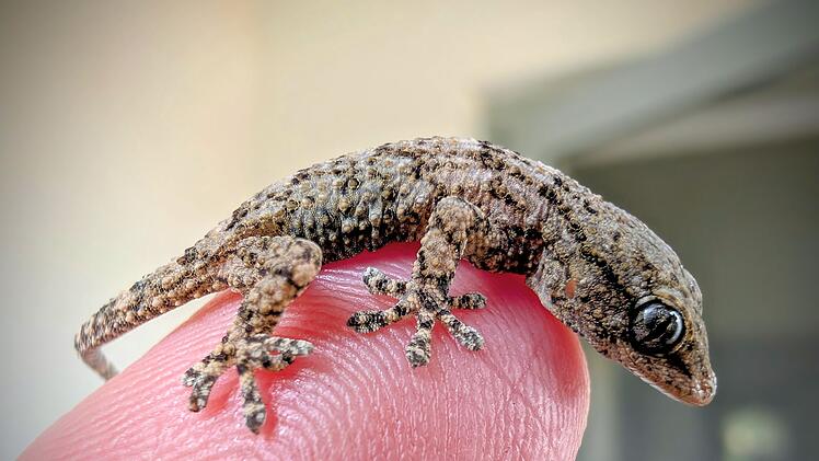 Lebender Gecko in Packung mit Rucola-Salat gefunden