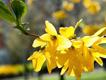 Die Forsythienblüte läutet am 20. März ganz offiziell den Frühling ein. Symbolbild: Andrea Warnecke/dpa-tmm