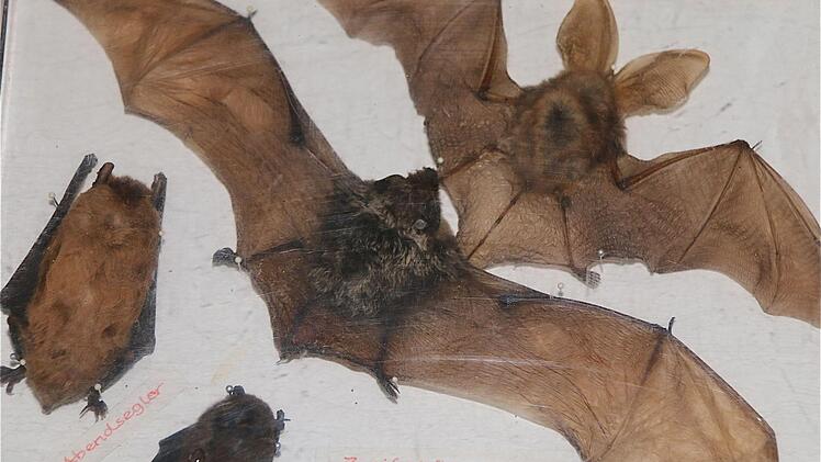 Ausstellung der Naturschützer.