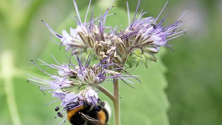 Es darf auch mal eine Hummel sein: Alle Nektar- und Pollensammler tragen dazu bei, pflanzliche Vielfalt zu gewährleisten. Die Blühstreifen der Landwirte sind da für den einen oder anderen Snack gut.