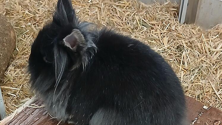 Tierheim Hof: Zwei Kaninchen einfach in Box in Garten gelegt - ausgesetzt!