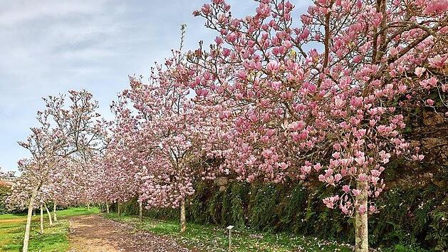 Magnolienb&auml;ume, wie im Bild zu sehen, favorisiert Baumexperte Andreas Harz f&uuml;r eine &bdquo;Allee des Lebens&ldquo;.