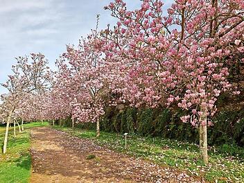Magnolienbäume, wie im Bild zu sehen, favorisiert Baumexperte Andreas Harz für eine „Allee des Lebens“.