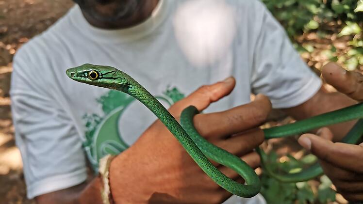 Forscher warnen: Inselreptilien sterben unbemerkt aus