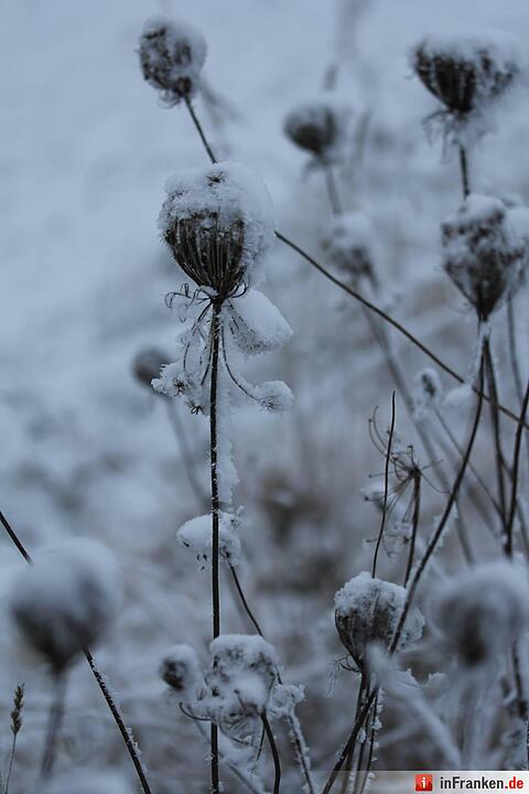 Eis und Schnee in Franken - die schönsten Winterleserfotos