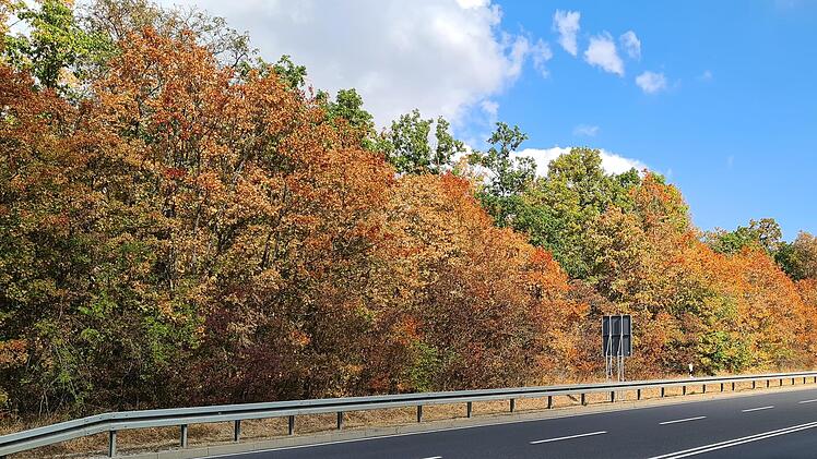 Der bereits bunt gefärbte Laubwald ist kein Indian Summer, sondern ein Alarmzeichen, dass es dem Wald schlecht geht. Foto: Hans Beudert