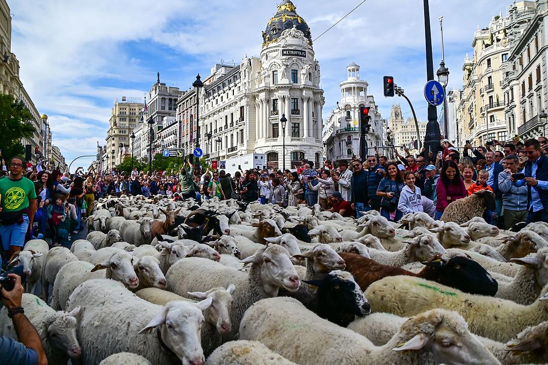 Transhumance Festival 2025