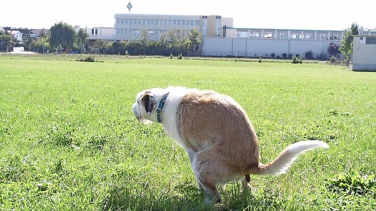 Ein leider fast immer noch alltägliches Bild auf den Aischwiesen: Hunde, die ihr Geschäft verrichten.  Foto: Gudrun Westphal (Archiv)