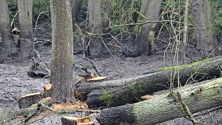 An den Bäumen kann man genau erkennen, wie hoch sie im Wasser standen. Das führte dazu, dass sie abstarben und aus Wertholz nun Brennholz wurde.
