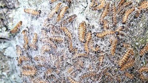 Mindestens 18 stolze Eichen sind befallen, oft haben die Eichenprozessionsspinner mehrere Nester gebaut.