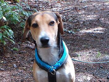 Tierheim Kulmbach: Verstoßener Hund sucht neues Zuhause - "Bisher keine Macken gefunden" Tierheim Kulmbach: Verstoßener Hund sucht neues Zuhause - "Bisher keine Macken gefunden"