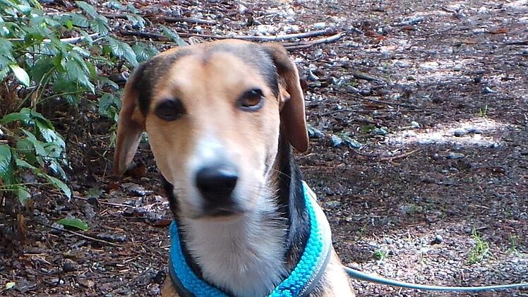 Tierheim Kulmbach: Verstoßener Hund sucht neues Zuhause - "Bisher keine Macken gefunden"