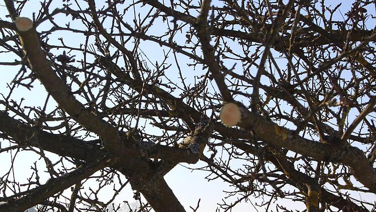 Saubere Schnitte und möglichst kleine Wunden - so übersteht der Apfelbaum den Schnitt ab besten.Dagmar Besand