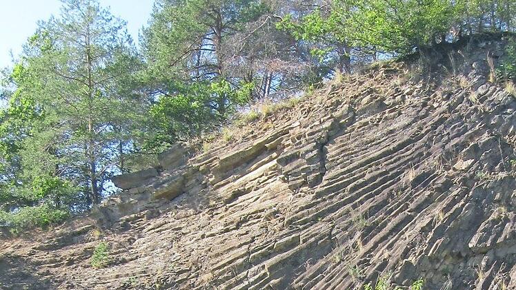 Die Basaltsäulen in der Meilerstellung beeindruckten die etwa 20 Teilnehmer der Wanderung zum Geotop Lindenstumpf. Foto: Türbl