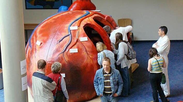 Dieses begehbare Herz wartet am Samstag im Foyer der Steigerwaldklinik auf die Besucher. Spezialisten erklären Funktion und mögliche Erkrankungen. Foto:  Organmodelle.de