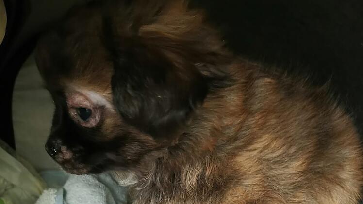 Todkranker Welpe "Henry" vor Tierheim Nürnberg ausgesetzt