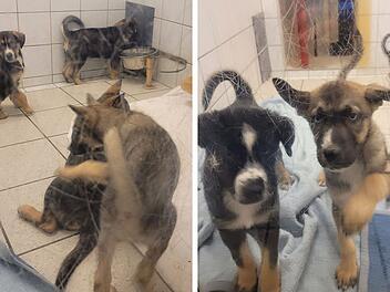 Tierheim Kulmbach: nach ungewöhnlichem Welpen-Fund - Suche nach neuen Besitzern startet