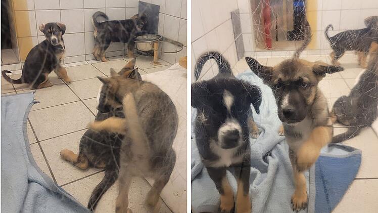 Tierheim Kulmbach: Hundehalterin verliert Kontrolle über Husky-Züchtung - "20 Welpen"