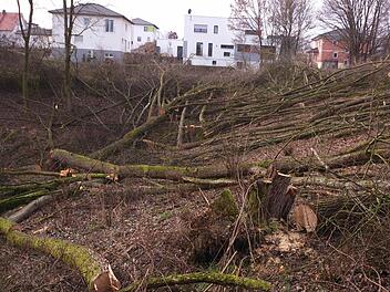 Der Damm des Rückhaltebeckens wurde komplett abgeholzt. Jetzt müssen noch die Wurzelstöcke raus. Foto: Andreas Dorsch