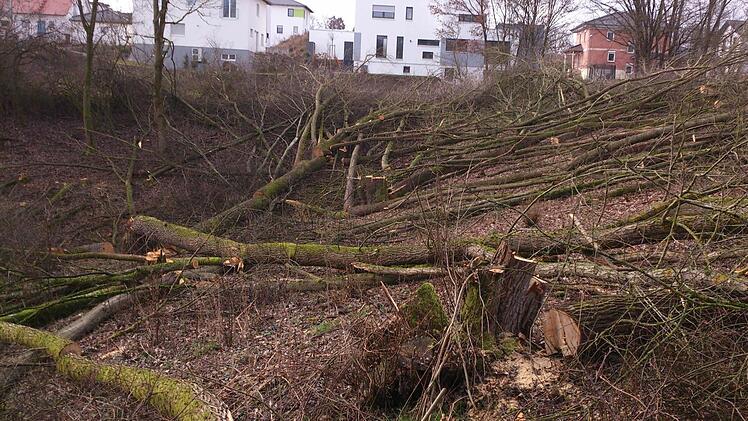 Der Damm des Rückhaltebeckens wurde komplett abgeholzt. Jetzt müssen noch die Wurzelstöcke raus. Foto: Andreas Dorsch