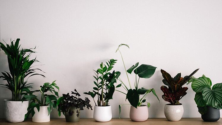 Gartentrend: Urban Gardening