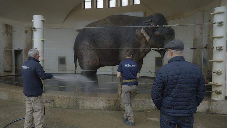 Wie stellen Zoos das Wohl ihrer Tiere sicher? Harald Lesch begleitet hautnah das medizinische Training eines Elefanten. Hier werden die Hinterbeine einer Elefantenkuh bespritzt.