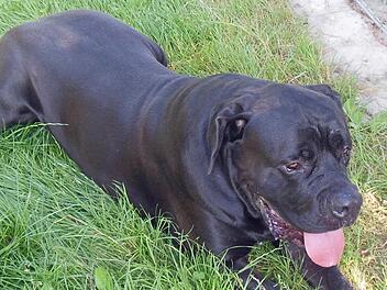 Das Tierheim Hof in der Erlalohe hat den Hund in Obhut genommen. Mittlerweile geht es ihm wieder gut. Foto: Tierheim Erlalohe