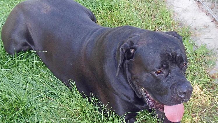 Das Tierheim Hof in der Erlalohe hat den Hund in Obhut genommen. Mittlerweile geht es ihm wieder gut. Foto: Tierheim Erlalohe